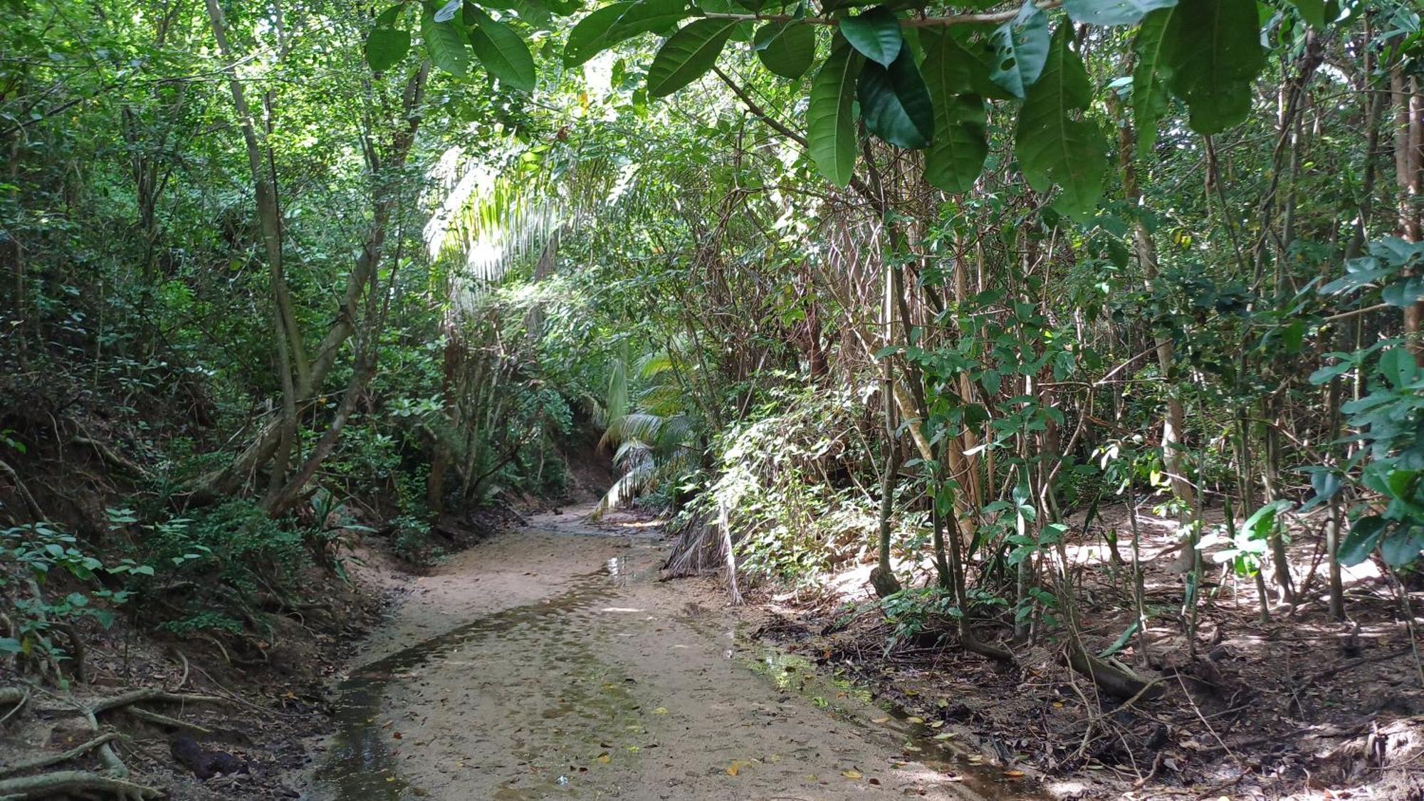 Rooster Run Glamping Camping Has Rooftop And Off The Ground Glamping Experience For 1 To 16 In A Single Tent And Views Of The Rain Forrest And To Culebra Across The Atlantic Ocean W Tents, Linens, Deluxe Air Beds, Warm Shower And More At A Great Pric ビエケス エクステリア 写真