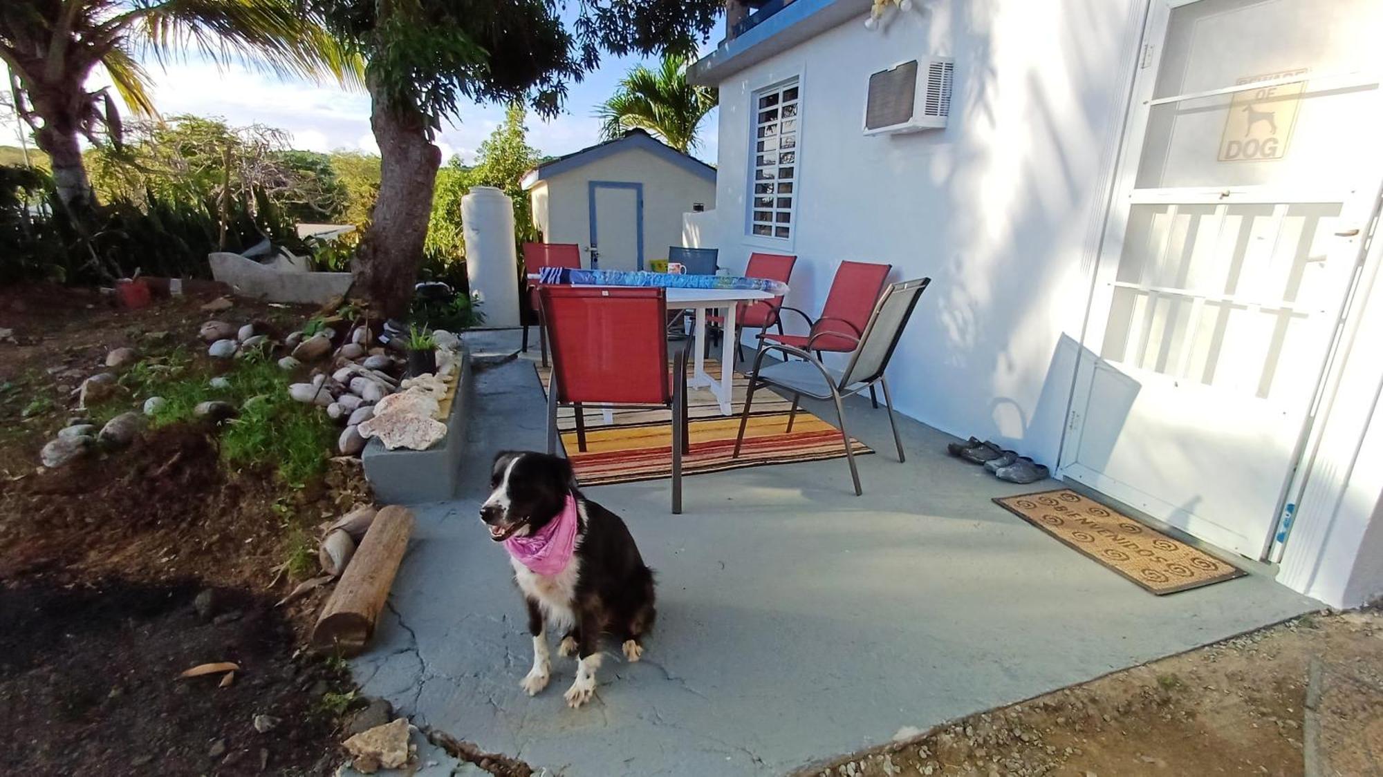 Rooster Run Glamping Camping Has Rooftop And Off The Ground Glamping Experience For 1 To 16 In A Single Tent And Views Of The Rain Forrest And To Culebra Across The Atlantic Ocean W Tents, Linens, Deluxe Air Beds, Warm Shower And More At A Great Pric ビエケス エクステリア 写真