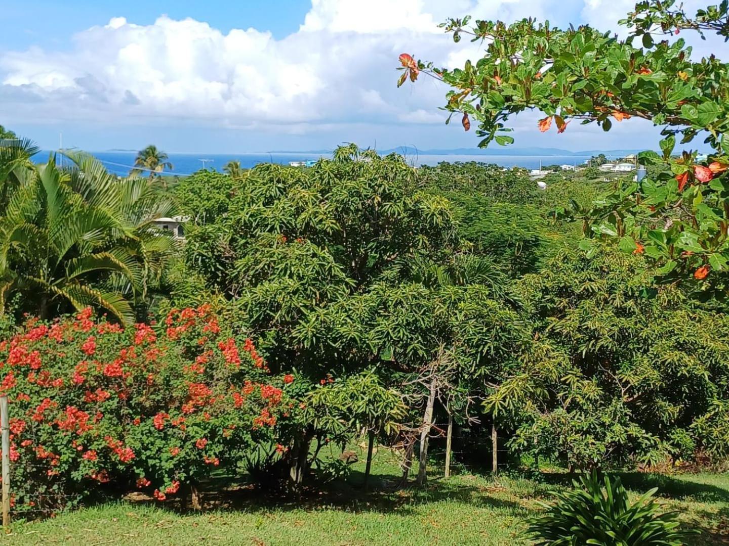 Rooster Run Glamping Camping Has Rooftop And Off The Ground Glamping Experience For 1 To 16 In A Single Tent And Views Of The Rain Forrest And To Culebra Across The Atlantic Ocean W Tents, Linens, Deluxe Air Beds, Warm Shower And More At A Great Pric ビエケス エクステリア 写真